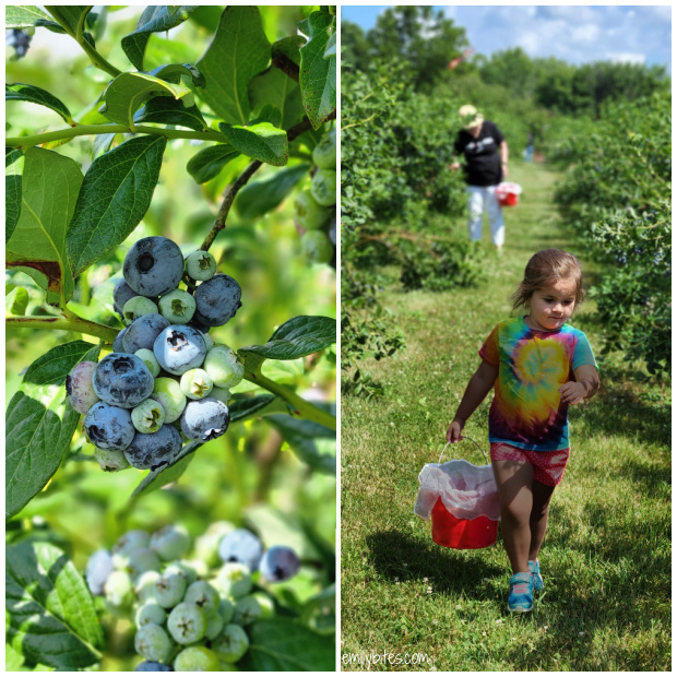 Blueberry picking with Claire