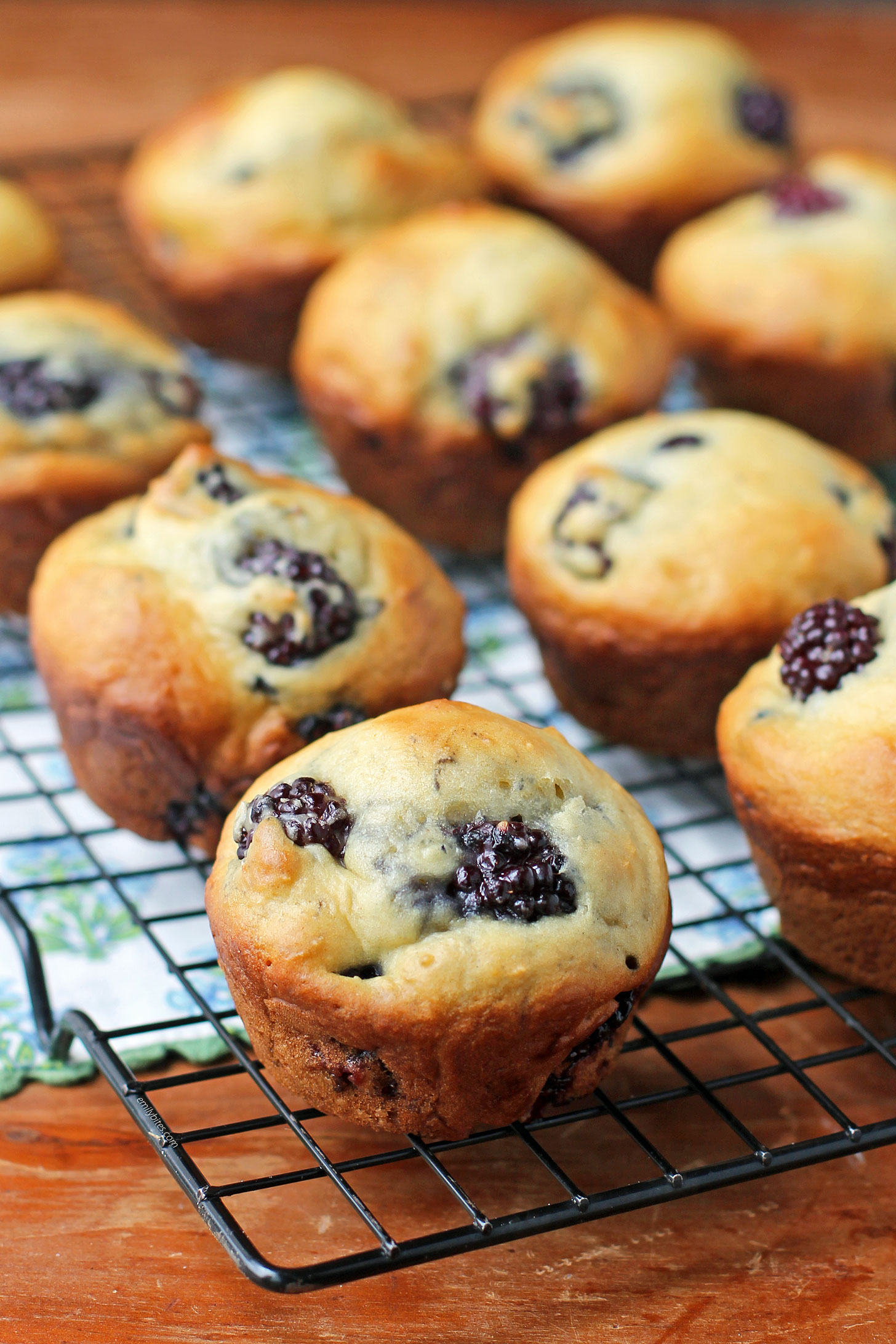 Blackberry Vanilla Muffins